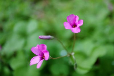 Close-up of pink cosmos flower