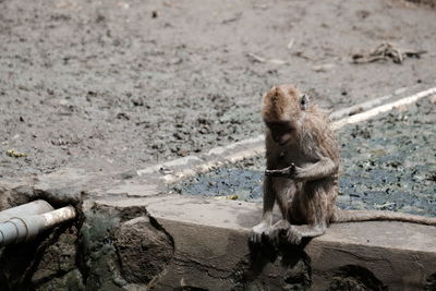 Monkeys take turns looking for fleas