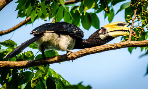 Low angle view of bird perching on tree