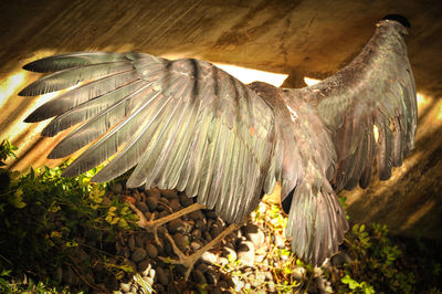 Low angle view of eagle flying