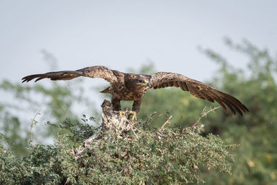 Low angle view of eagle flying against sky