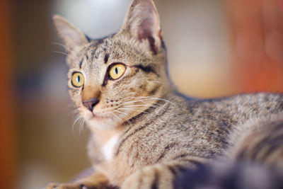 Close-up portrait of a cat looking away