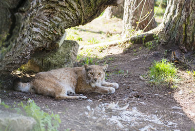 Portrait of cat relaxing on tree