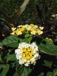 Close-up of white flowers blooming outdoors