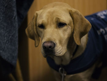 Close-up portrait of a dog at home