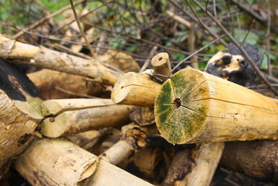 Close up of big pile of logs on the field