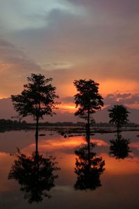 Silhouette trees against sky during sunset