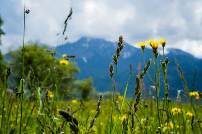 Close-up of flowering plants on field against sky