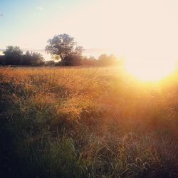 Scenic view of field against sky at sunset