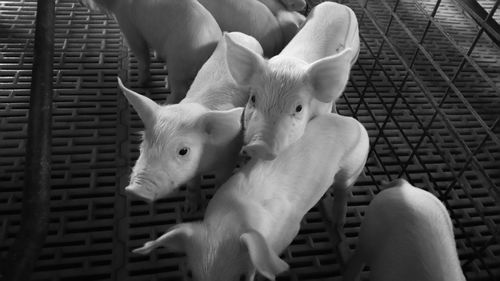 High angle view of piglets