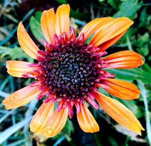 Close-up of flower blooming outdoors