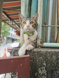 Portrait of cat sitting on metal