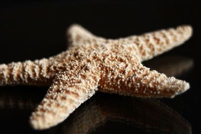Close-up of starfish 