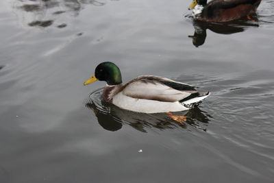 Duck swimming in a lake