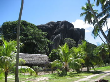 Palm trees growing on rock against sky