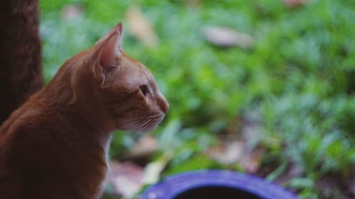 Close-up of a cat looking away