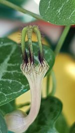 Close-up of fresh green plant