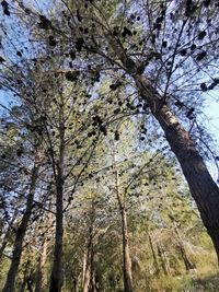 Low angle view of trees against sky