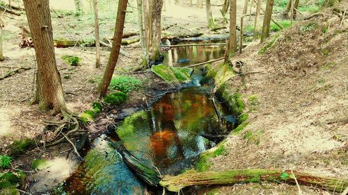 Trees in forest