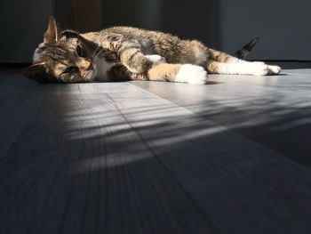 Cat sleeping on floor at home