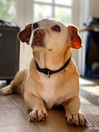 Close-up of dog looking away while sitting on floor at home