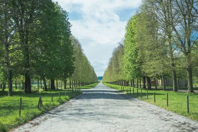 Empty road along trees