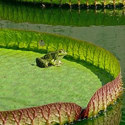 Ducks in a lake