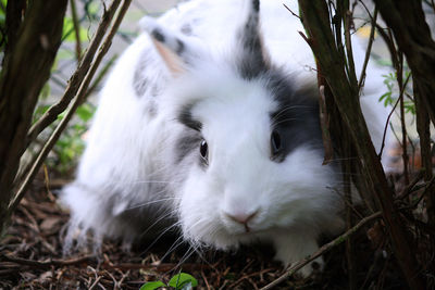 Close-up portrait of white cat