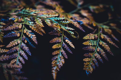 Full frame shot of multi colored leaves