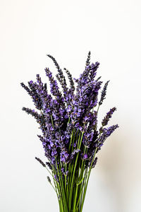 Close-up of purple flowering plant against white background