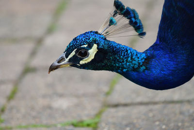 Head shot of a peacock 