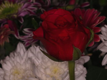 Close-up of red rose blooming outdoors