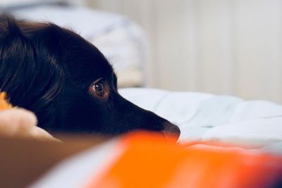 Close-up of dog looking away