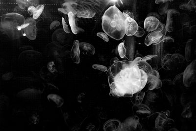 Close-up of jellyfish swimming in sea