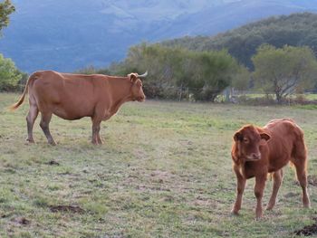 Cows on field against sky