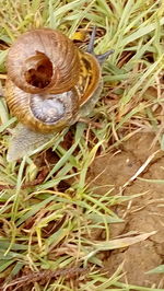 Close-up of snail on grass