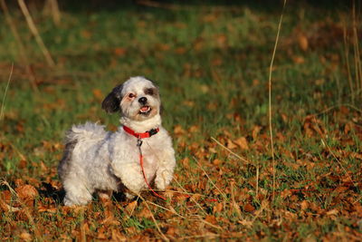 Scenic view of a small running dog