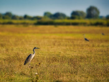 Bird on a field