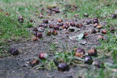 Surface level of dry leaves on field