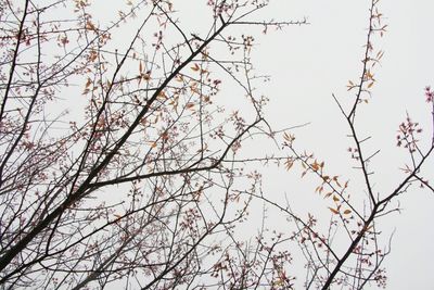 Low angle view of cherry tree against sky