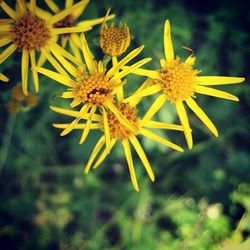 Close-up of yellow flower