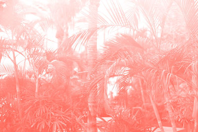 Low angle view of palm tree against sky