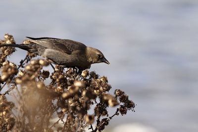 Close-up of bird perching on a tree