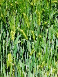 Full frame shot of bamboo plants on field