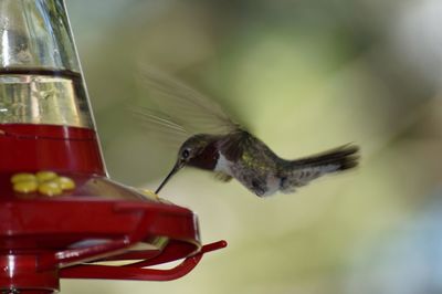 Close-up of bird on feeder