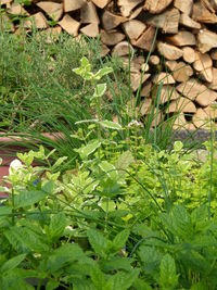 High angle view of plants growing on field