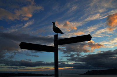 Low angle view of bird flying against cloudy sky