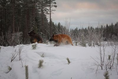 Horse on snow field against sky during winter