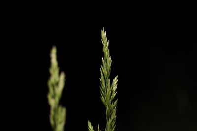 Close-up of plant against black background