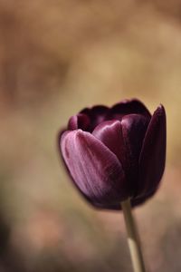 Close-up of purple tulip